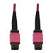Eaton Tripp Lite Series 100G Multimode 50/125 OM4 Fiber Optic Cable (12F MTP/MPO-PC F/F), LSZH, Magenta, 1 m (3.3 ft.) - Netzwer